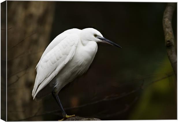 LITTLE EGRET IN THE TREES Canvas Print by Anthony R Dudley (LRPS)