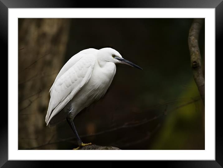 LITTLE EGRET IN THE TREES Framed Mounted Print by Anthony R Dudley (LRPS)