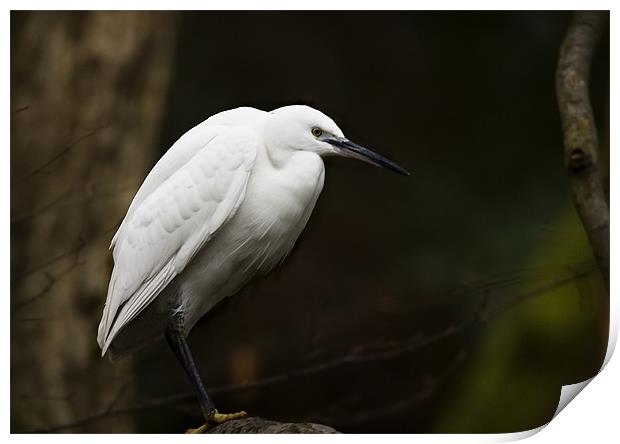 LITTLE EGRET IN THE TREES Print by Anthony R Dudley (LRPS)
