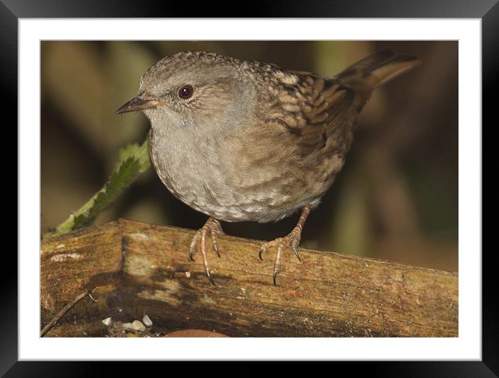 Hedge Sparrow Framed Mounted Print by Clive Eariss