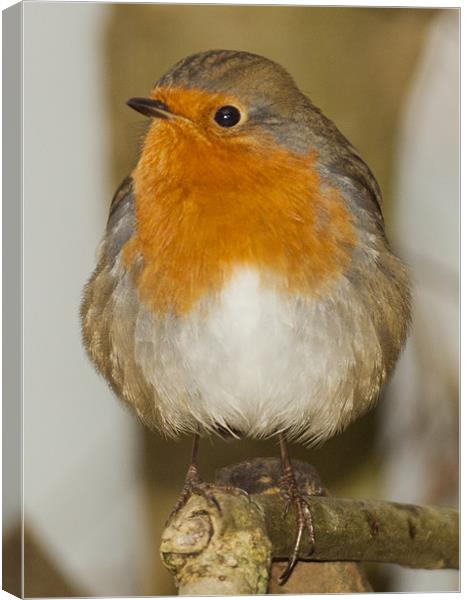 Robin Canvas Print by Clive Eariss