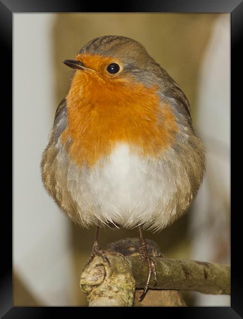 Robin Framed Print by Clive Eariss