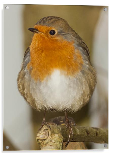 Robin Acrylic by Clive Eariss
