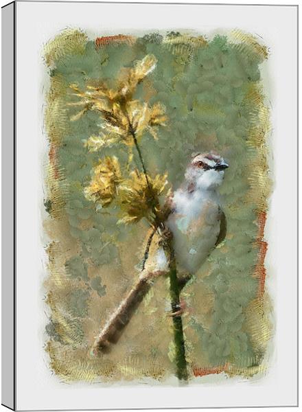 African Song Bird Canvas Print by Keith Furness