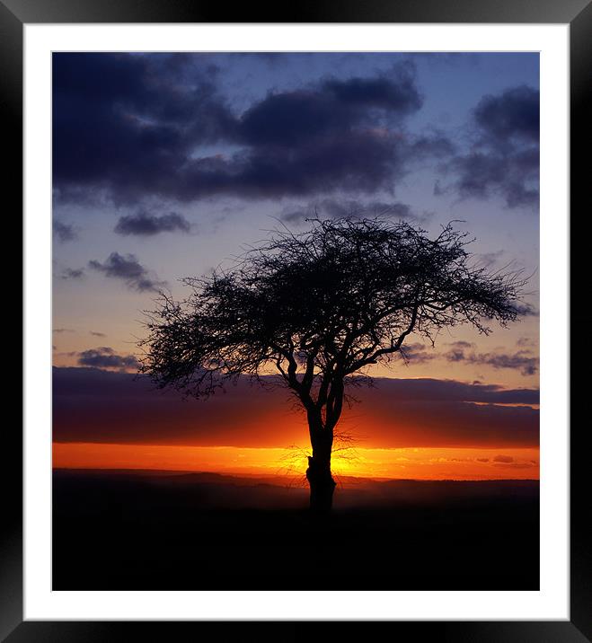 Tree Silhouette Framed Mounted Print by John Dickson