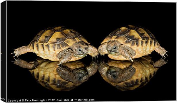 Two baby tortoises Canvas Print by Pete Hemington