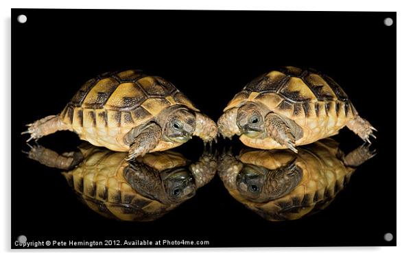 Two baby tortoises Acrylic by Pete Hemington
