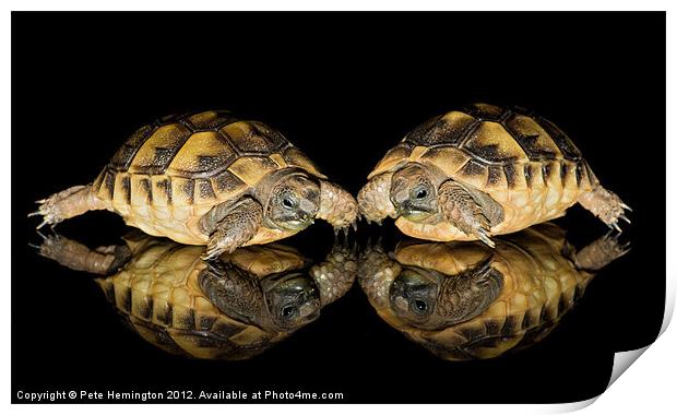 Two baby tortoises Print by Pete Hemington