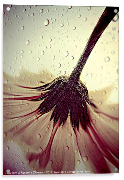 Gerbera Waterdroplets. Acrylic by Rosanna Zavanaiu