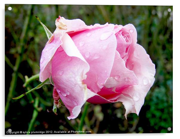 Rose Acrylic by sylvia plumridge