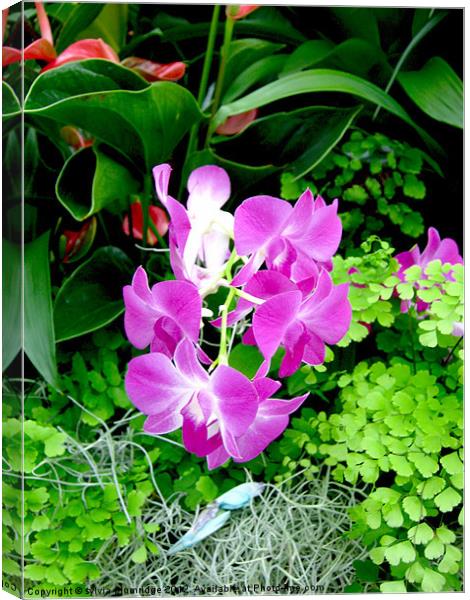 The Purple Orchid Canvas Print by sylvia plumridge
