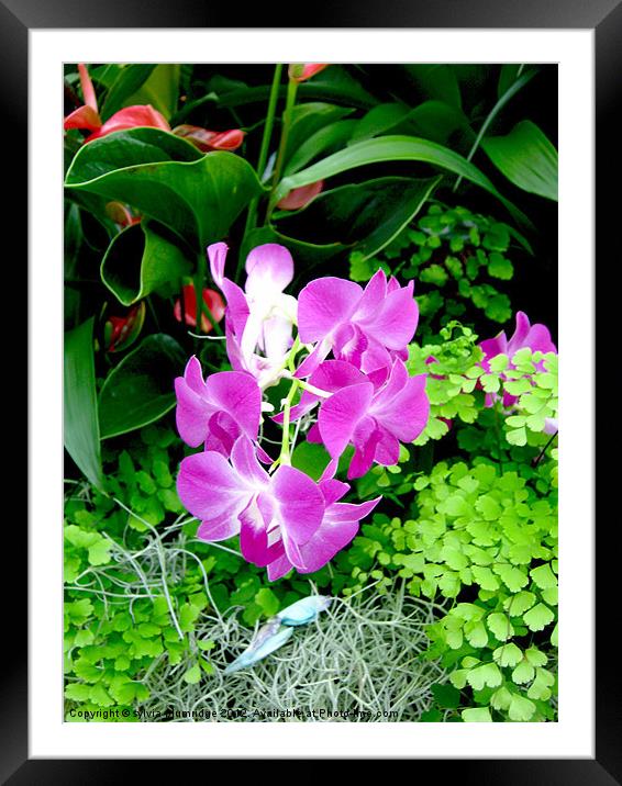 The Purple Orchid Framed Mounted Print by sylvia plumridge