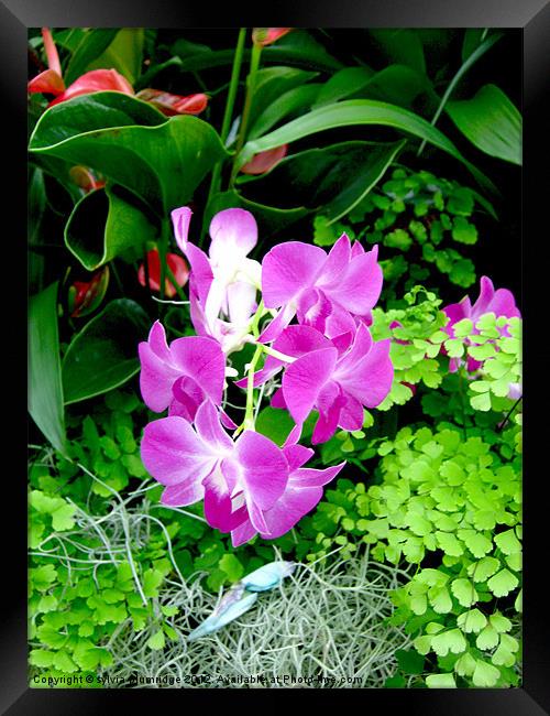 The Purple Orchid Framed Print by sylvia plumridge