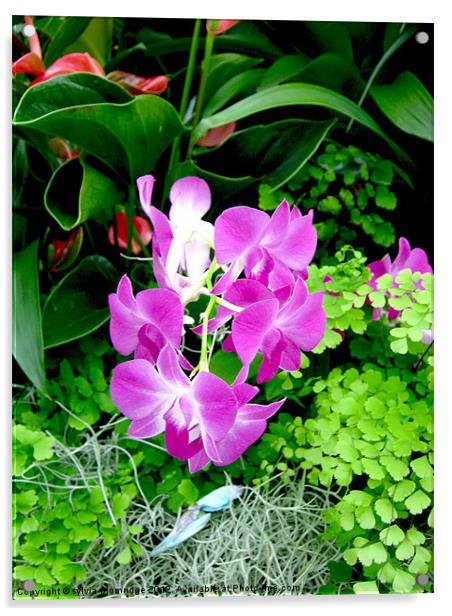 The Purple Orchid Acrylic by sylvia plumridge