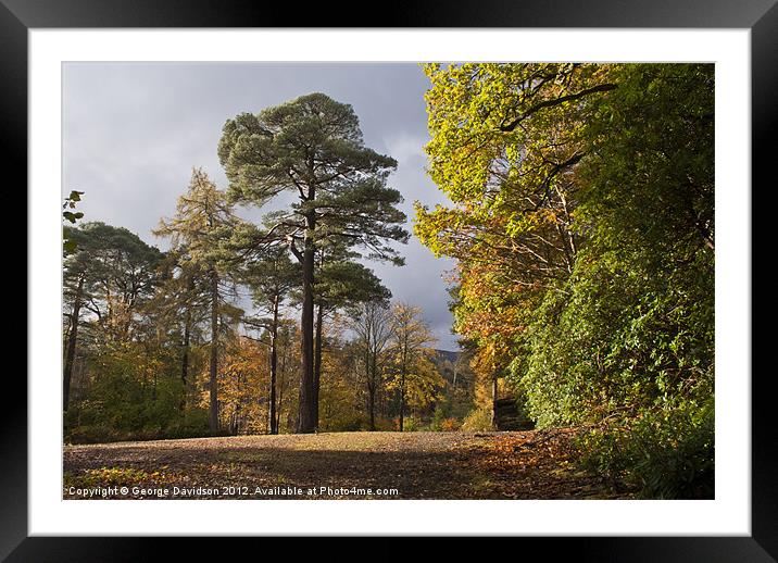 The Trees Framed Mounted Print by George Davidson