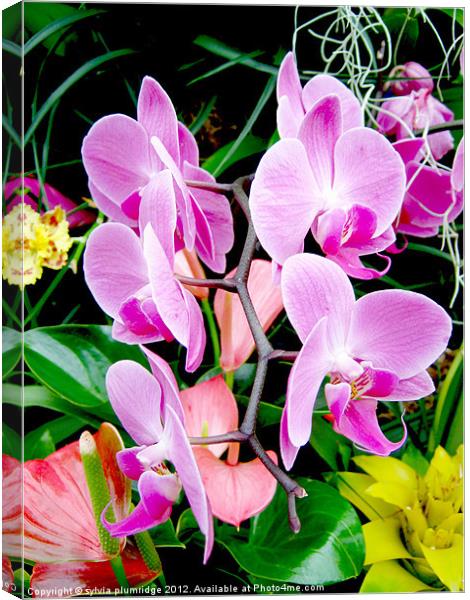 Orchid Canvas Print by sylvia plumridge