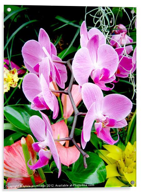 Orchid Acrylic by sylvia plumridge