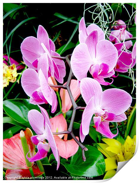 Orchid Print by sylvia plumridge