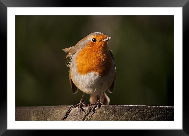 Robin Redbreast waiting for some titbit Framed Mounted Print by Dawn Cox