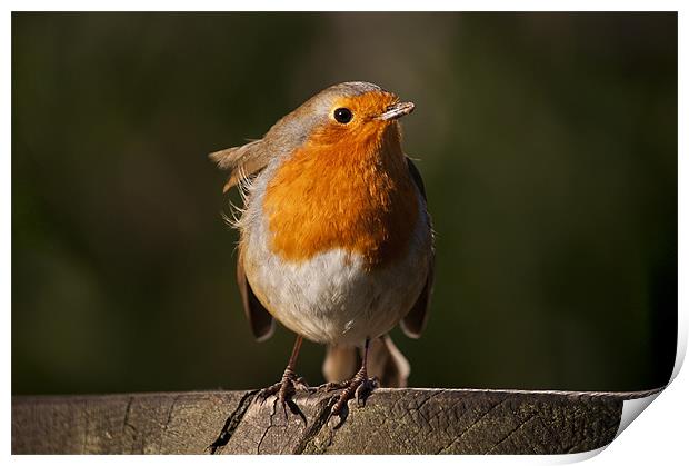 Robin Redbreast waiting for some titbit Print by Dawn Cox