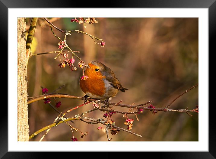 Robin Redbreast on  Spindle tree Framed Mounted Print by Dawn Cox