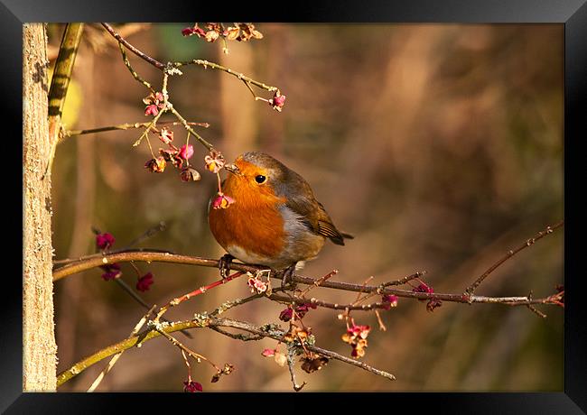 Robin Redbreast on  Spindle tree Framed Print by Dawn Cox