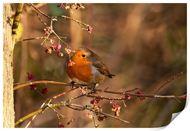 Robin Redbreast on  Spindle tree Print by Dawn Cox