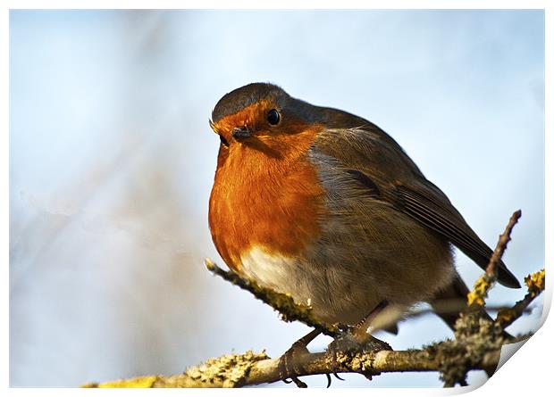 Quizzical Robin Redbreast Print by Dawn Cox