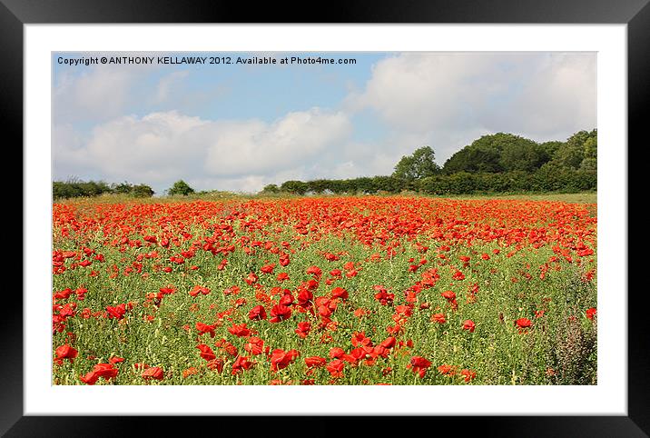 POPPY FIELD AT WINCHESTER HILL Framed Mounted Print by Anthony Kellaway