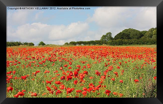 POPPY FIELD AT WINCHESTER HILL Framed Print by Anthony Kellaway