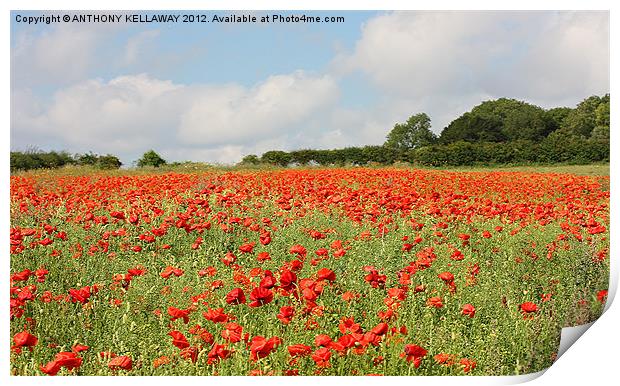 POPPY FIELD AT WINCHESTER HILL Print by Anthony Kellaway