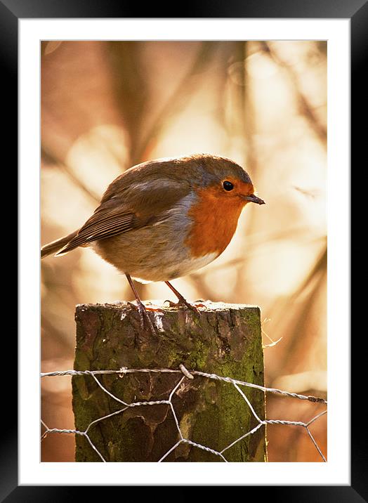 Robin Redbreast on a post Framed Mounted Print by Dawn Cox