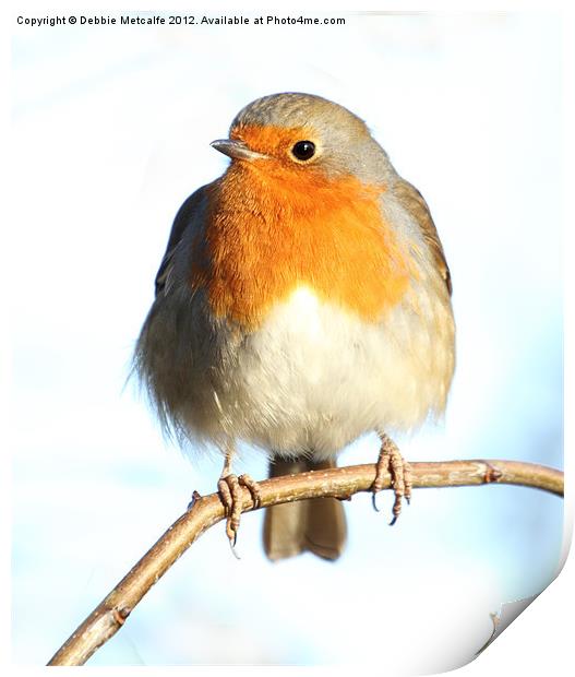 Pretty Little Robin Print by Debbie Metcalfe