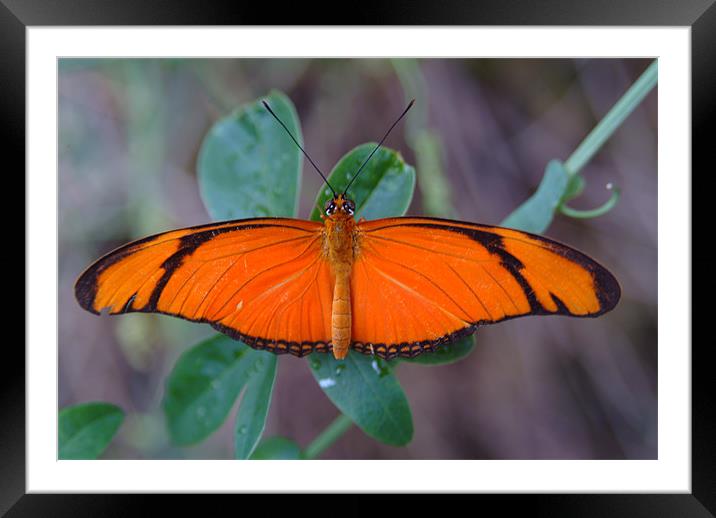 Orange Butterfly Framed Mounted Print by Adrian Thurm