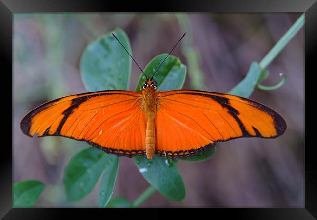 Orange Butterfly Framed Print by Adrian Thurm