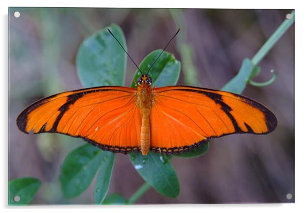 Orange Butterfly Acrylic by Adrian Thurm