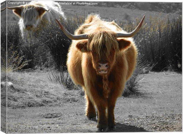 highland cow faceoff Canvas Print by austin APPLEBY