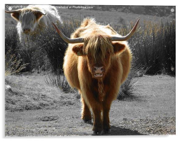 highland cow faceoff Acrylic by austin APPLEBY
