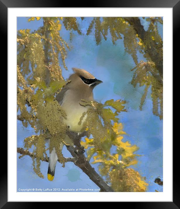 Waxwing Among the Catkins Framed Mounted Print by Betty LaRue