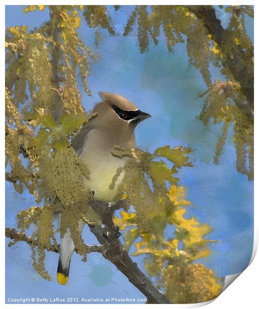 Waxwing Among the Catkins Print by Betty LaRue