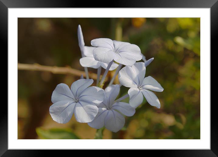 Blue Light Framed Mounted Print by paramjot matharu