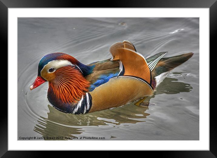 Mandarin Duck Framed Mounted Print by Jamie Green