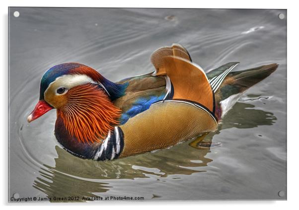 Mandarin Duck Acrylic by Jamie Green