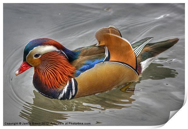 Mandarin Duck Print by Jamie Green