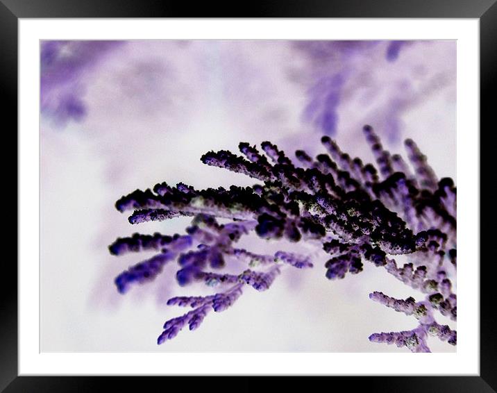 negative leaves Framed Mounted Print by carin severn