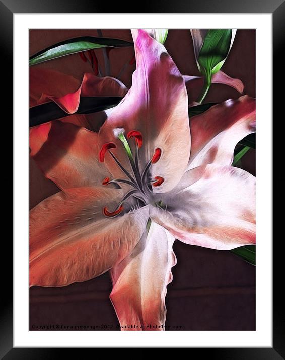 Lily Framed Mounted Print by Fiona Messenger