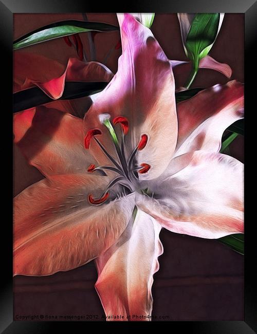 Lily Framed Print by Fiona Messenger