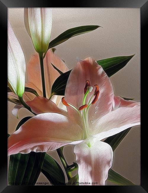 Lily 2 Framed Print by Fiona Messenger