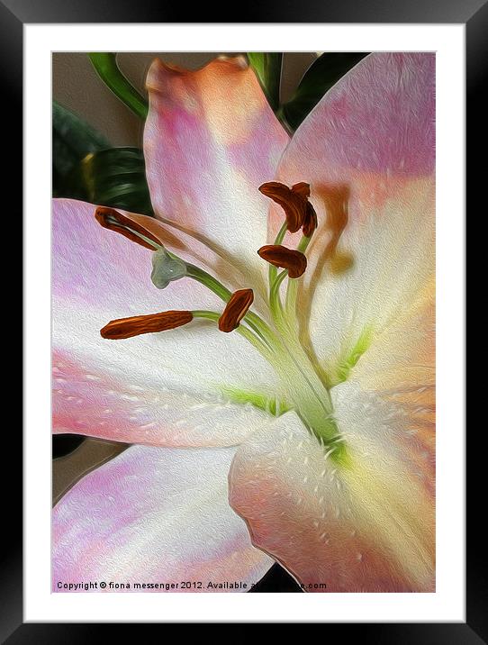 Lily 3 Framed Mounted Print by Fiona Messenger