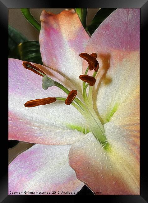 Lily 3 Framed Print by Fiona Messenger